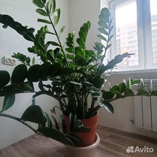 Замиокулькас, фикус