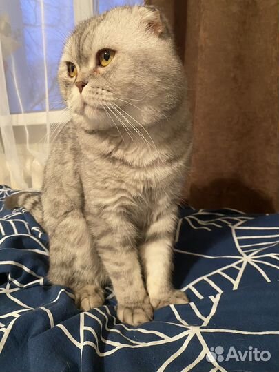 Шотландский вислоухий кот вязка