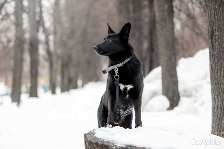 Ночка ищет дом