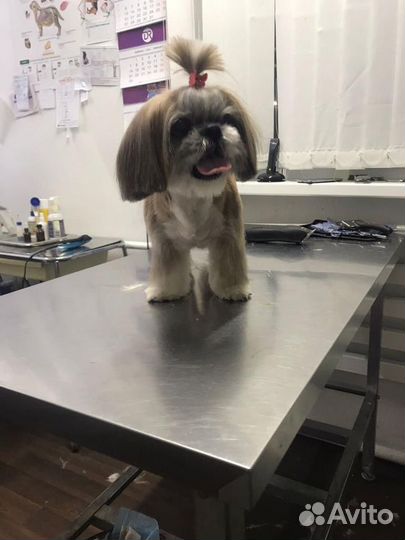 Услуги грумера