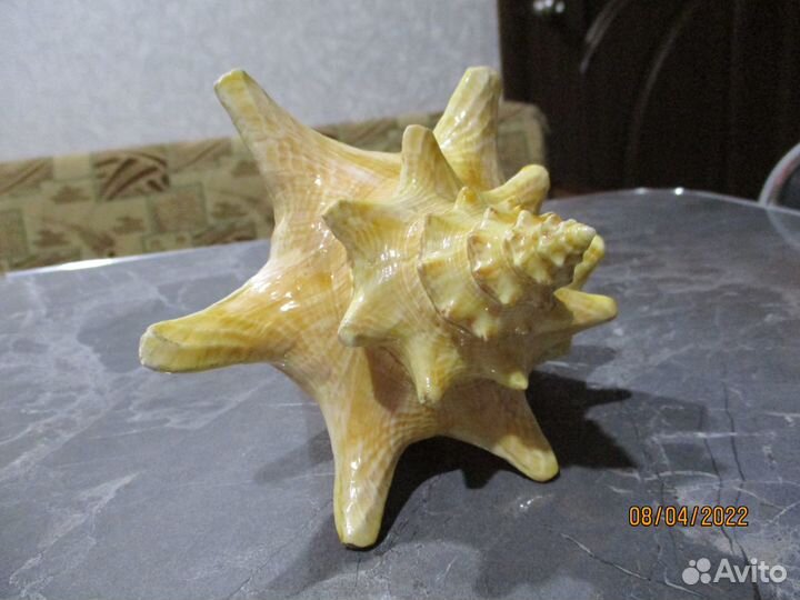 Морская звезда и ракушки с Кубы времён СССР