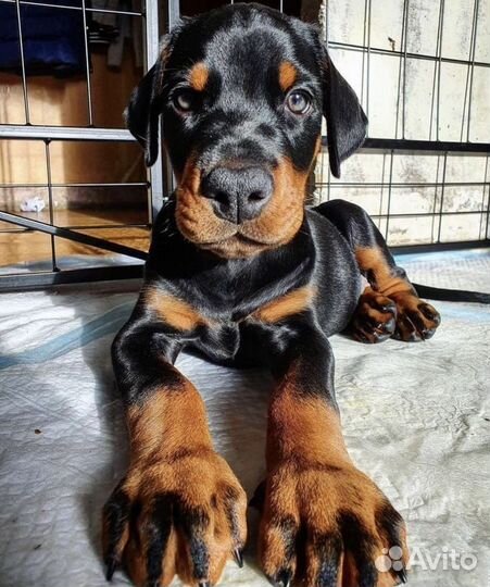 Продам Доберман