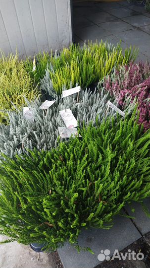 Садовые растения