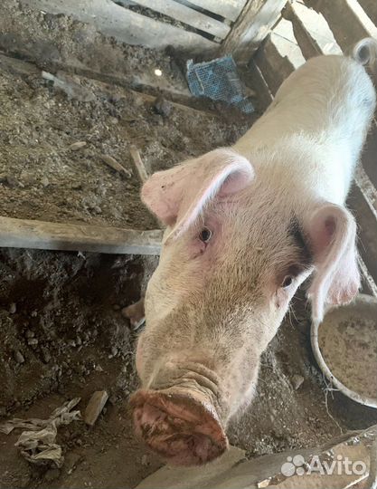 Хряк ландрас