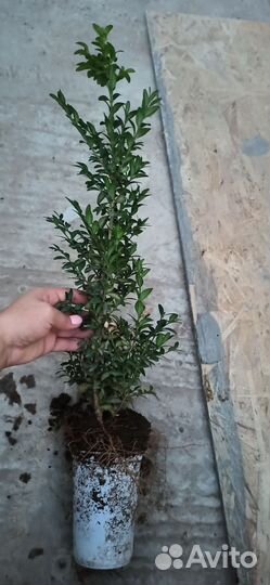 Саженцы самшита