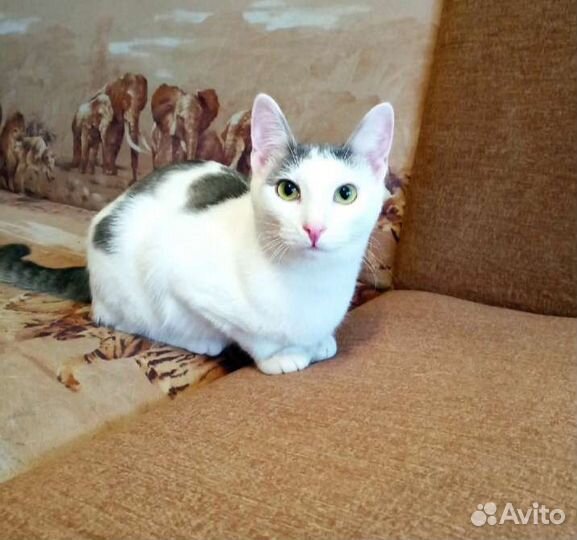 Кот в добрые руки