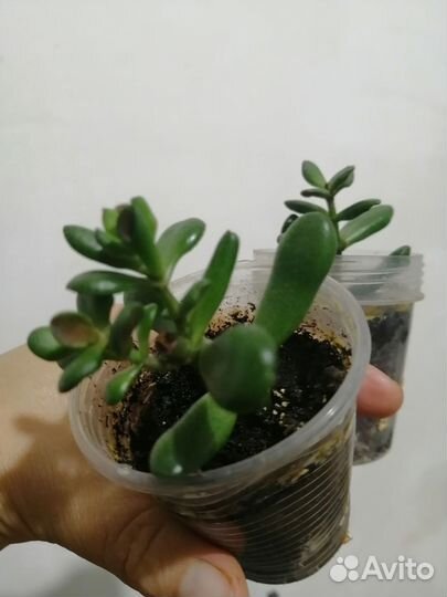 Толстянка хоббит