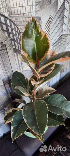 Фикус эластика тинеке