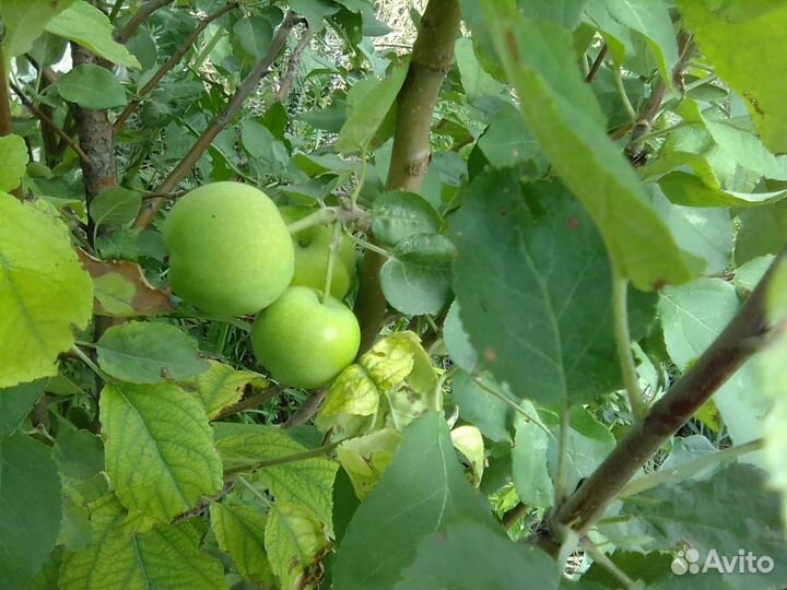 Саженцы малины