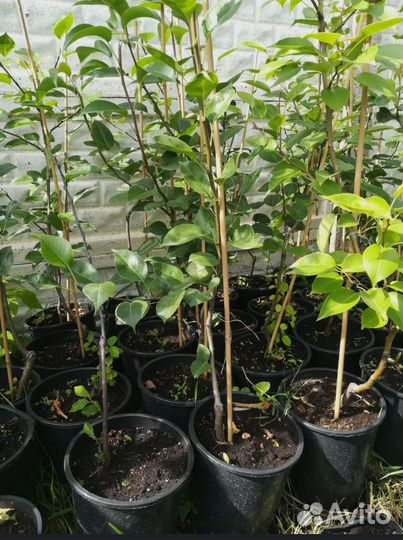 Грунт для комнатных растений