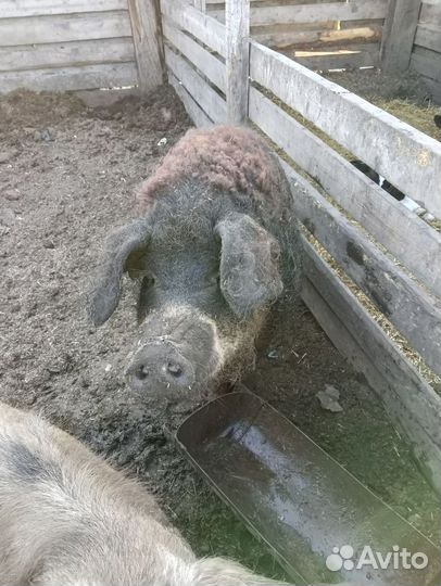 Венгерская мангалица