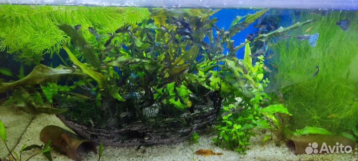 Аквариум с тумбой 60л