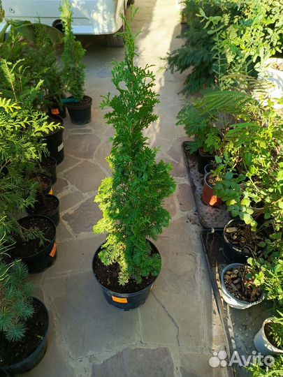 Редкие туи, Туевик вариегата