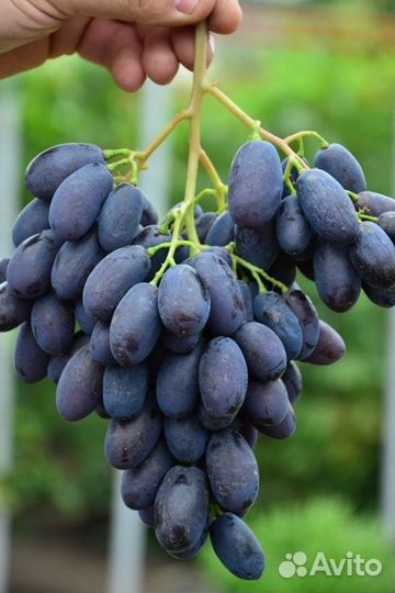 Двухлетние саженецы винограда с закрытой корневой