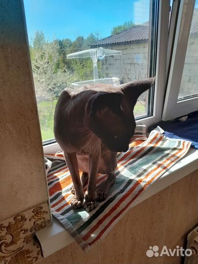 Канадский сфинкс кошечка девочка возраст 2 года