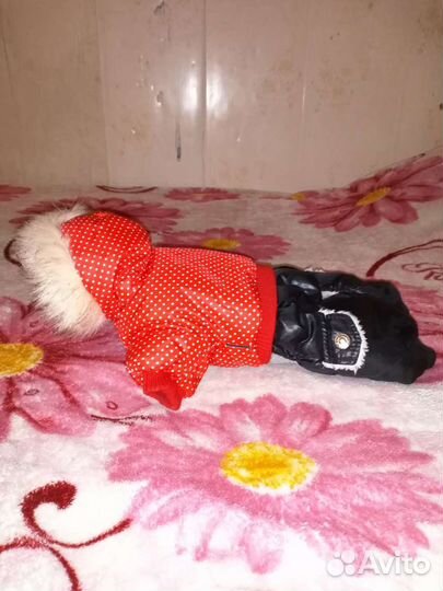 Одежда для собак