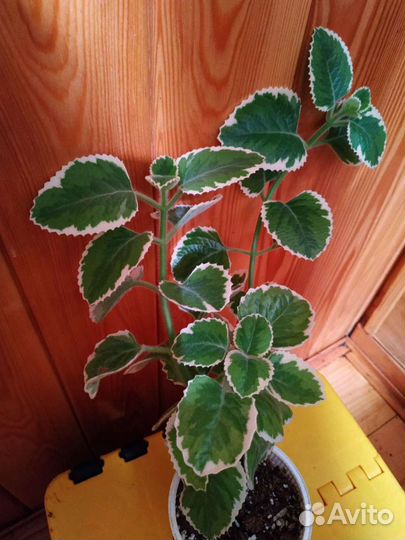 Плектрантусы вариегатные 3 вида (Комнатная мята)