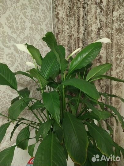 Спатифиллум большой и бамбук