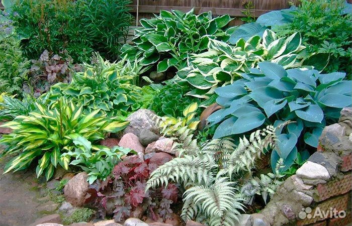 Хосты.Лилии.Лаванда