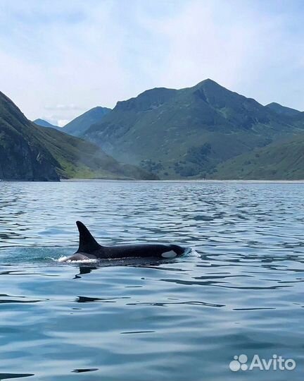 Морская прогулка на яхте Камчатка
