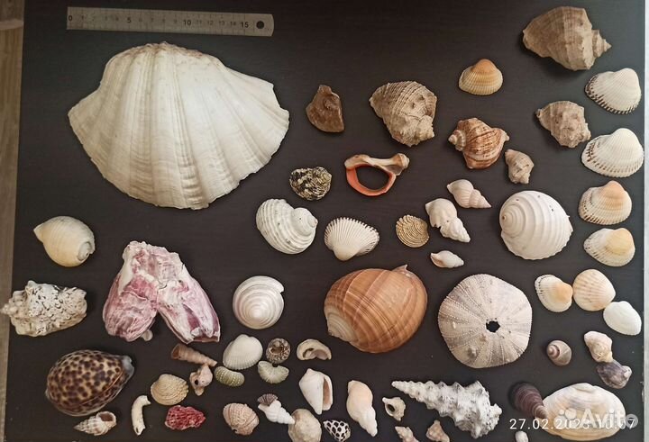 Морские ракушки