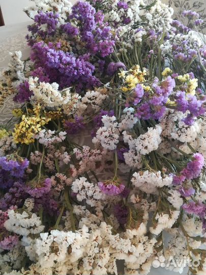 Статице, сухоцвет