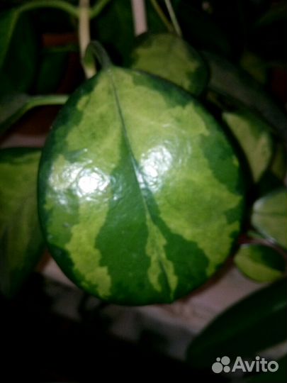 Хойя Дженифер, Лиза, Обовата и др