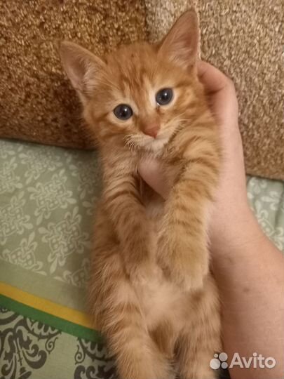Котики бесплатно в добрые руки