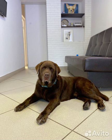 Стрижка собак и кошек