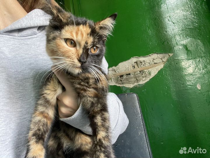 Кошка в дар