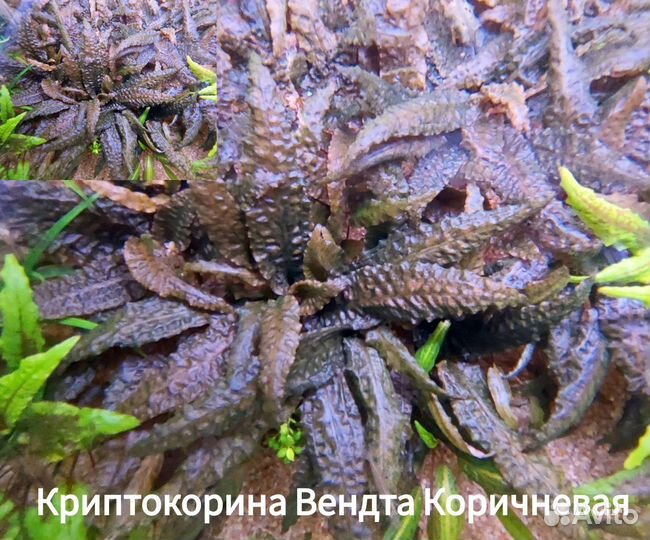 Аквариумные растения