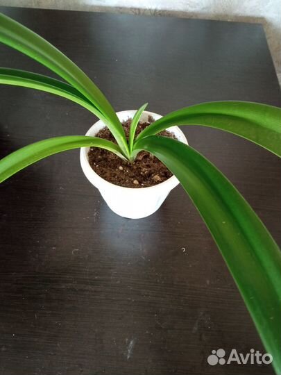 Гиппиаструм, каланхоэ, коладиум, акалифа