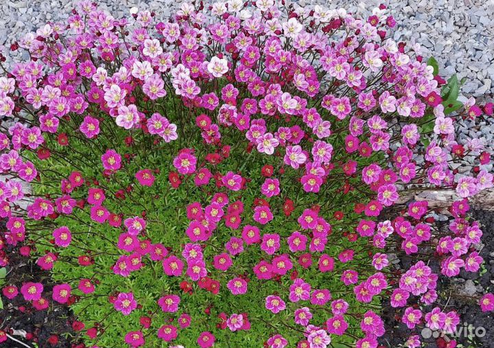 Цветы для сада