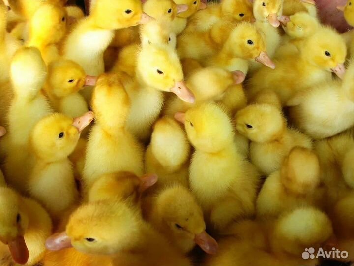 Утята агидель