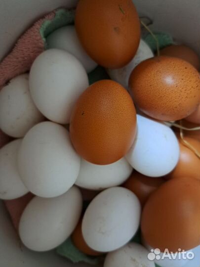 Домашние куриные яйца