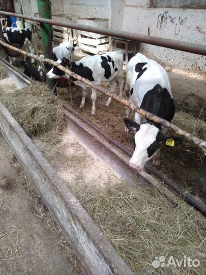 Быки мясной породы