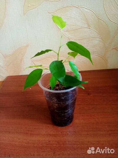 Детки домашних растений