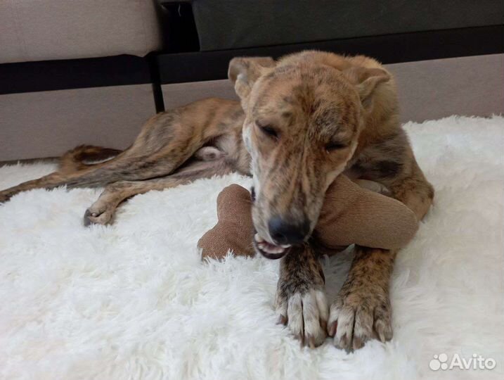 Собака молодая помесь гончей в дар