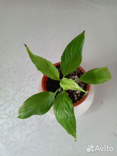 Спатифиллум