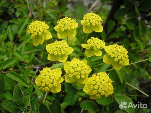 Володушка золотистая