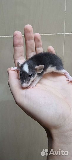 Крысята крыса крысята дамбо