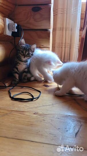 Роскошный белый котенок