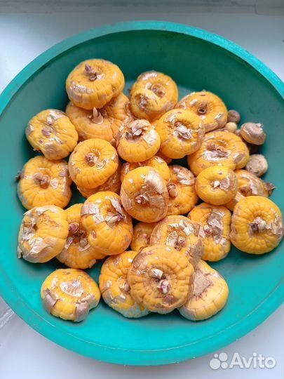 Луковицы гладиолусов разные