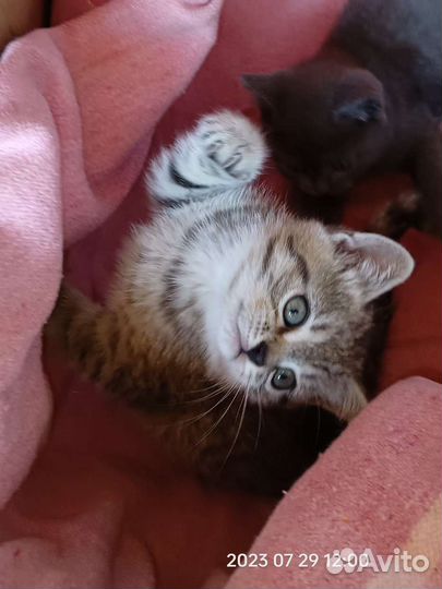 Британские котята девочка мраморная табби