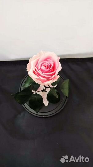 Роза в колбе оптом