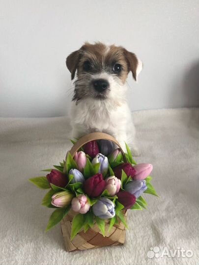 Щенки джек рассел терьер