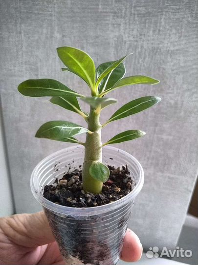 Адениум микс