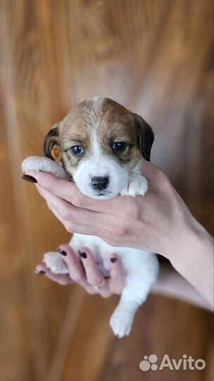 Щенки джек Рассел терьер