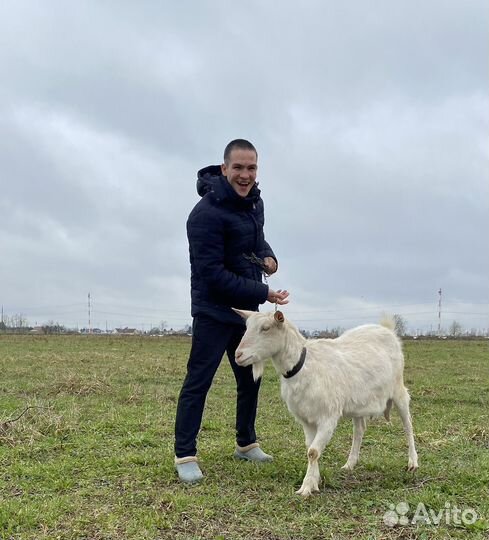 Коза дойная