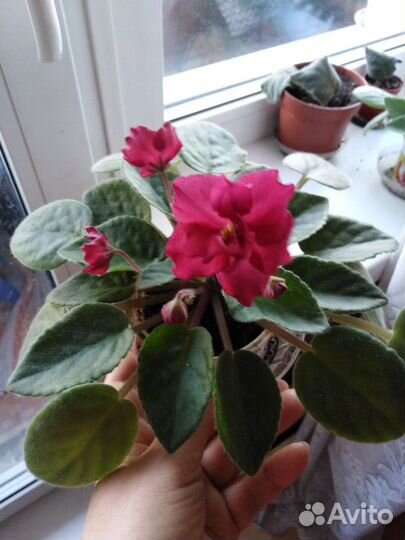 Фиалка комнатная 